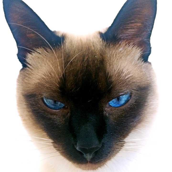 暹罗猫越长越黑,是什么原因?
