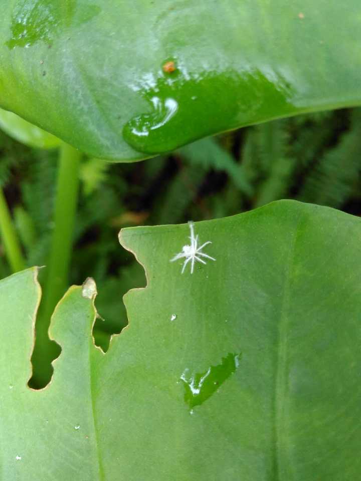 羽衣,一种昆虫,属于同翅目,是腊蝉科的幼虫,主要靠吸食植物的叶片,嫩