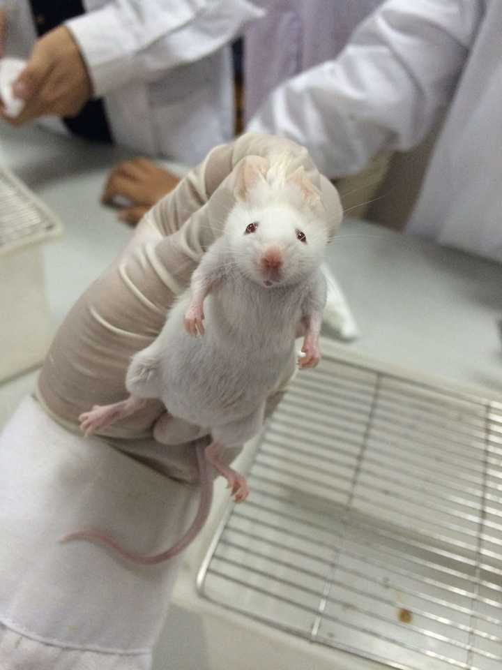 请问,作为一名医学生,怎样克服心中的恐惧,抓起小白鼠?