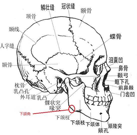 下颌骨(提供下牙齿到下巴)——下唇方肌,颌肌