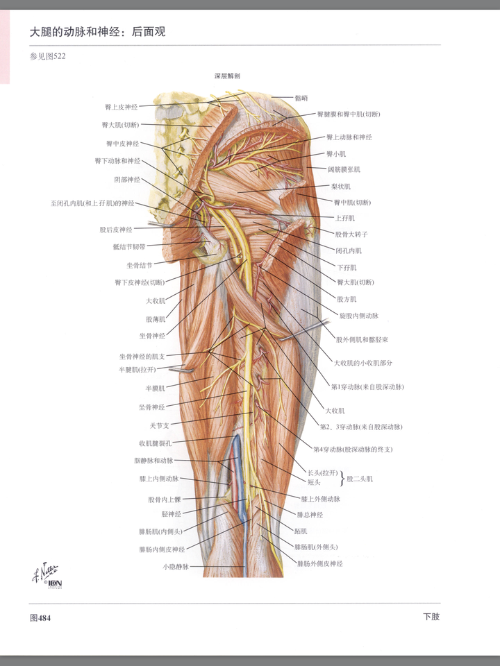 显示大腿的后面观,中间偏上那根粗大的黄色神经就是坐骨神经
