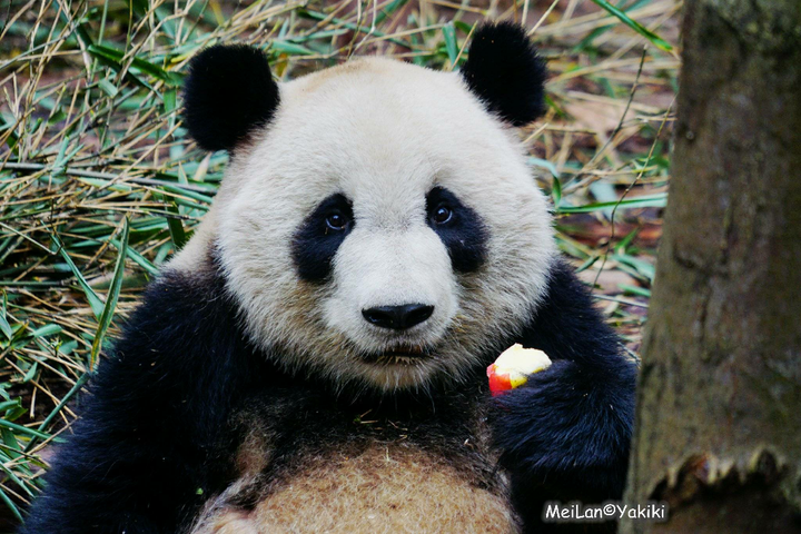 你有哪些收藏来反复看的大熊猫(giant panda 的图片?