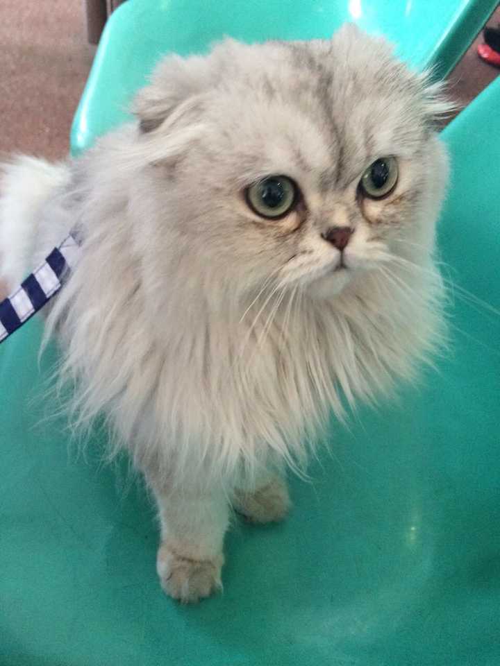 怎么分辨高地立耳猫和金吉拉?
