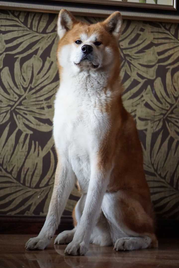 秋田犬和柴犬是一种狗吗?