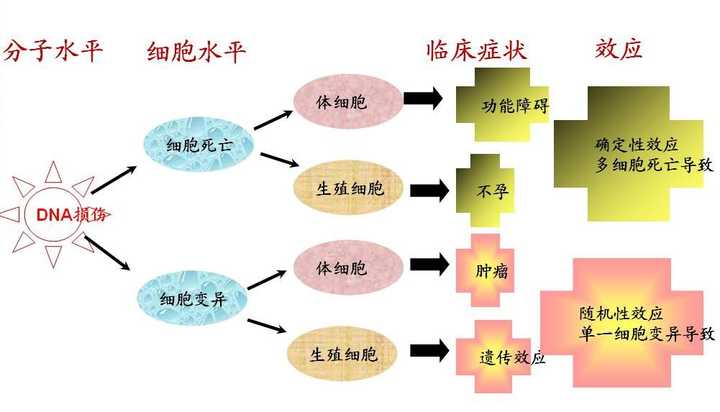 核辐射对人体造成危害的原理是什么,应如何防护?