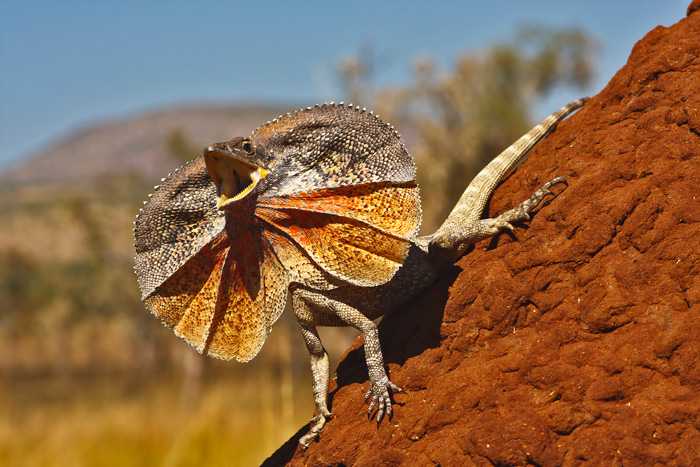 伞蜥  chlamydosaurus kingii 分布于澳大利亚北部,浮夸的伞状皮膜是