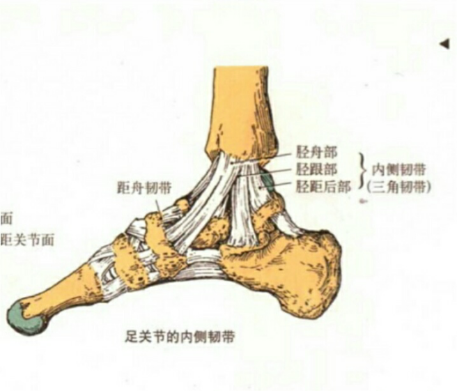 内侧三角韧带(胫舟韧带,胫跟韧带,胫距韧带)生长走向比较集中,外侧