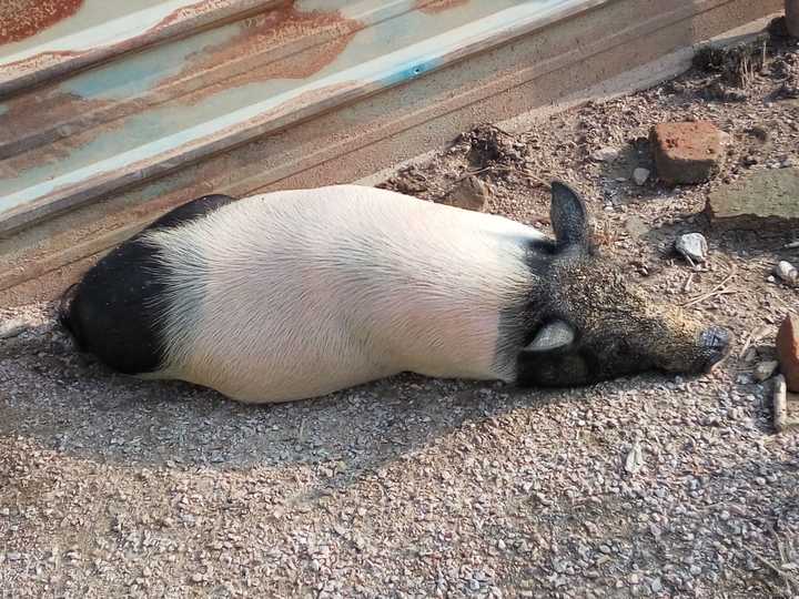 二师兄们都在睡午觉