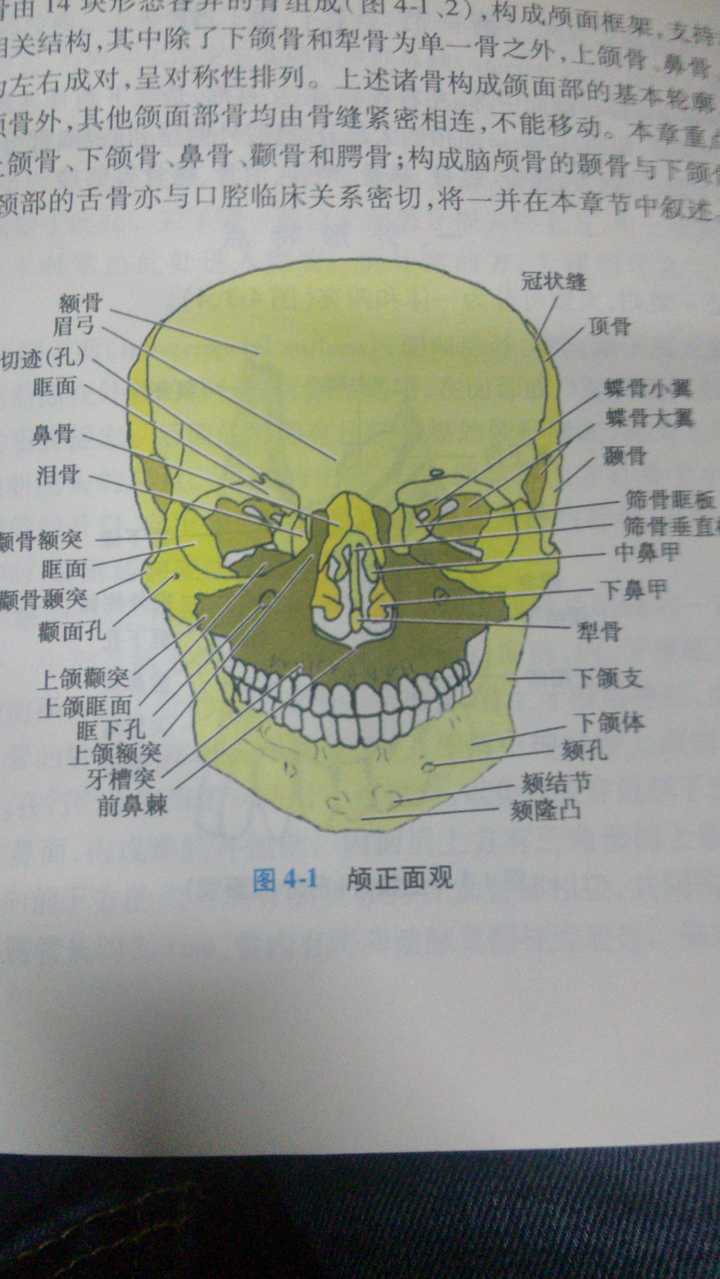 颚同腭  颌是构成口腔上部和下部的骨头及肌肉组织,分上颌和下颌.