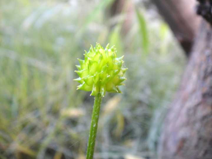 是否存在离生雌蕊边缘胎座的植物如果有请举出例子