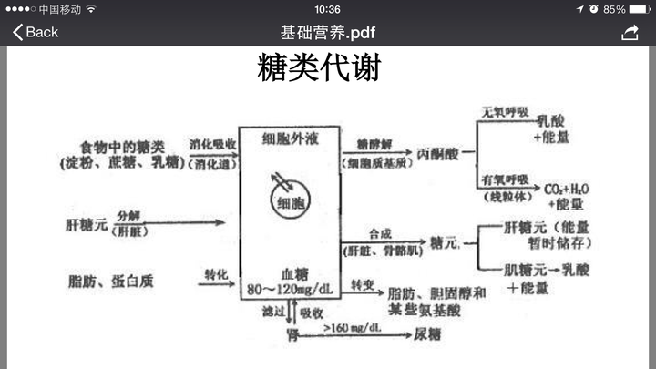 糖,蛋白质,脂肪都是碳氢氧组成的,他们之间在一定条件下是可以转化的