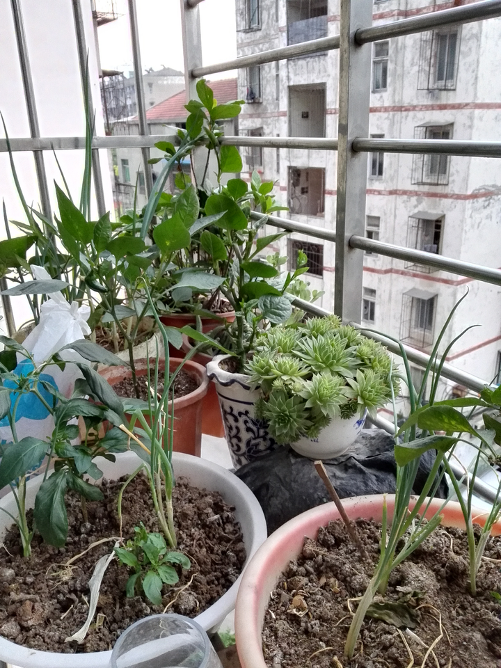 有哪些适合家里阳台种植的藤本植物?