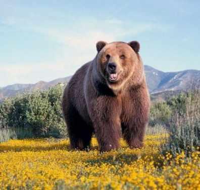 世界上最大的熊类是北极熊还是棕熊?