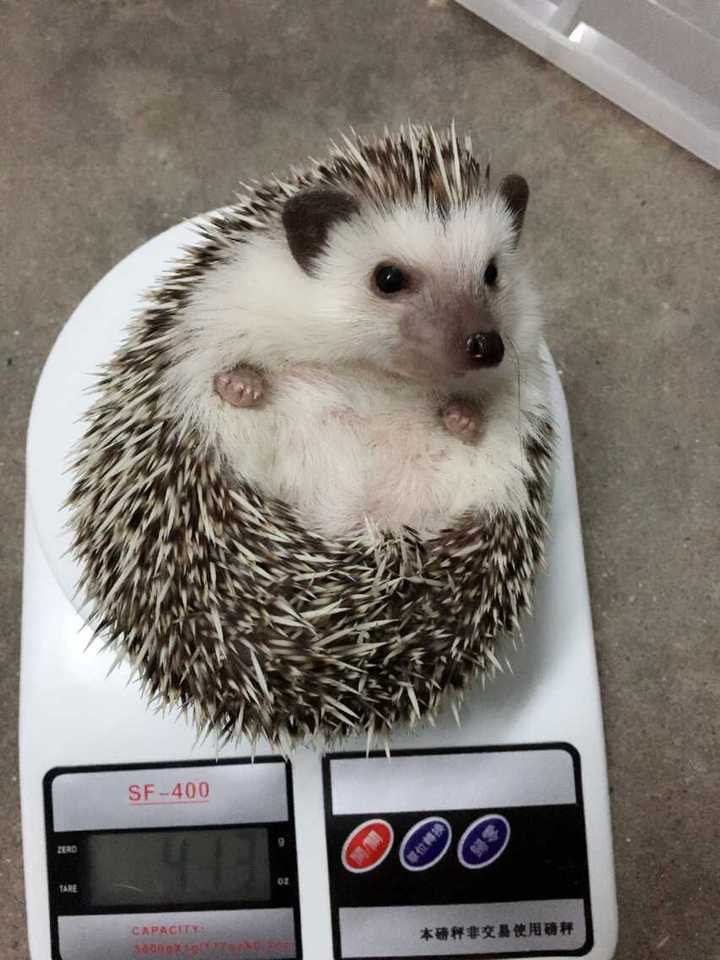 养刺猬是一个怎样的体验?