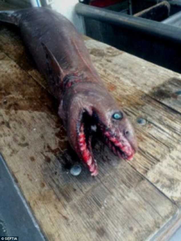 上图为雪茄达摩鲨攻击其他鱼类造成的伤口 皱鳃鲨 这要被咬上一口