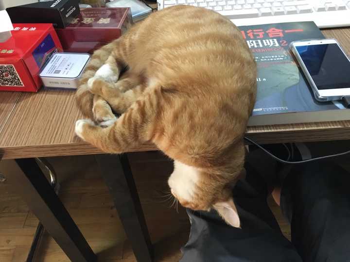 橘猫是什么?