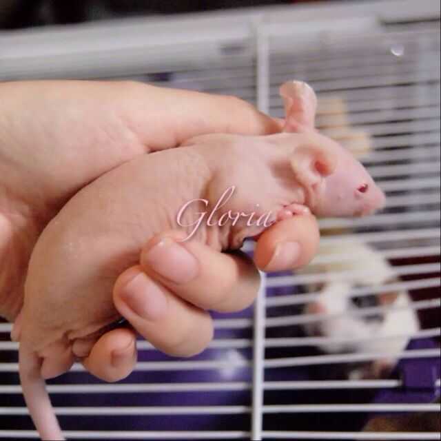 应该怎么养花枝鼠呢?