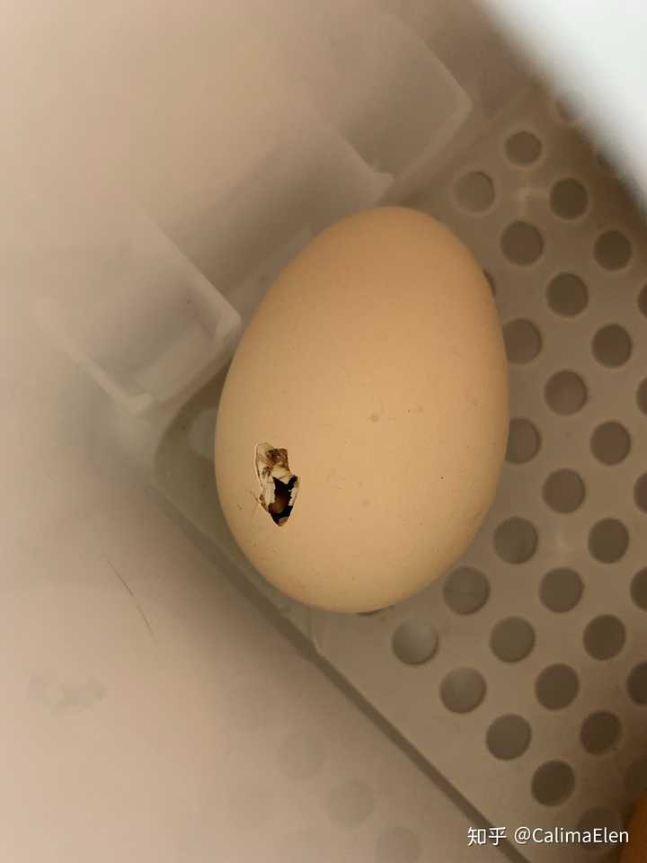 家住楼房面积不大,孩子爸爸要买个可以孵出小鸡的鸡蛋