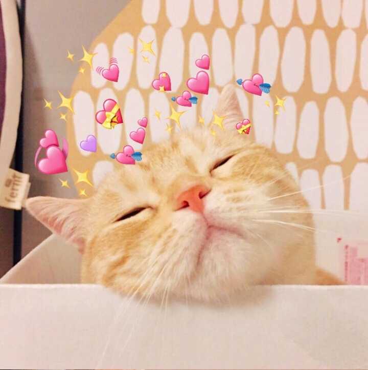求猫和兔子的情侣头像?