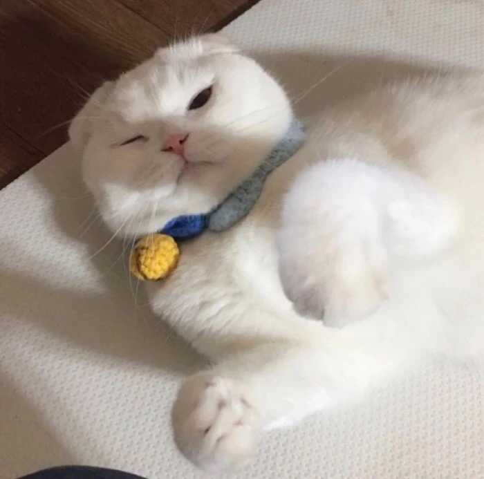 有那种憨憨的情侣头像吗?