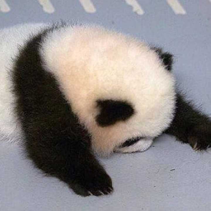 有哪些很皮的搞怪头像?