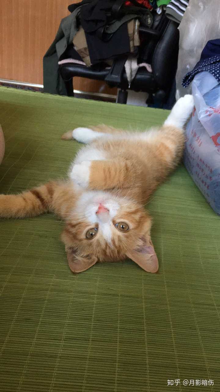 你们的橘猫小时候就很能吃吗?