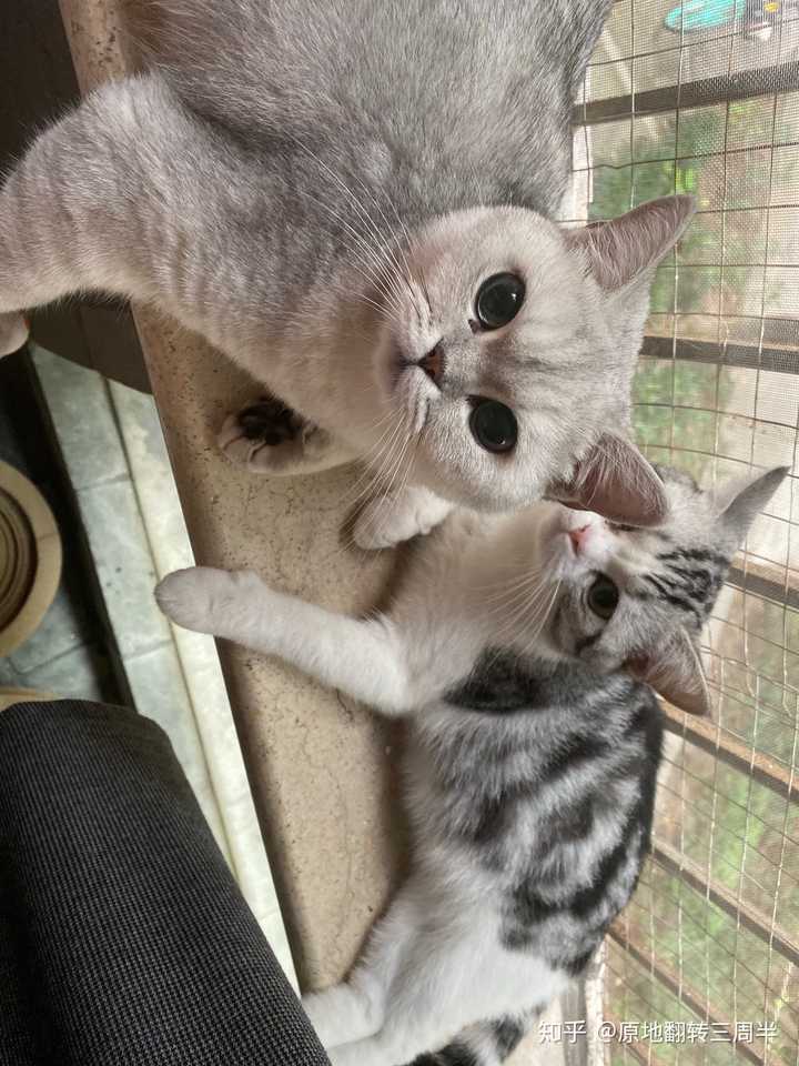 猫杯状病毒是否可以治愈?