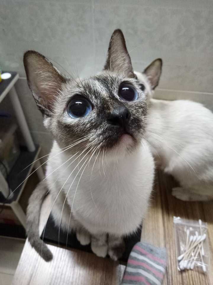 海豹色玳瑁色暹罗猫是什么样子的?