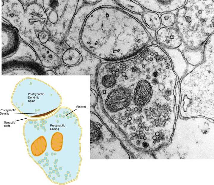 化学突触示意图 (levitan and kaczmarek, 2015)