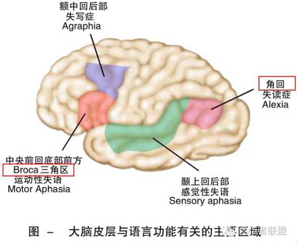 语言的 运动中枢,主要功能是编制发音程序.