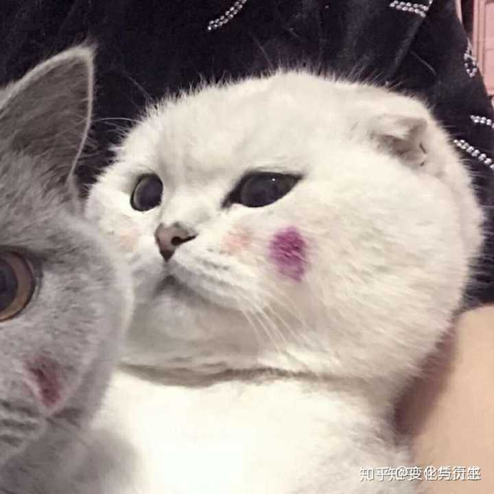 有没有类似于这种的沙雕动物头像?