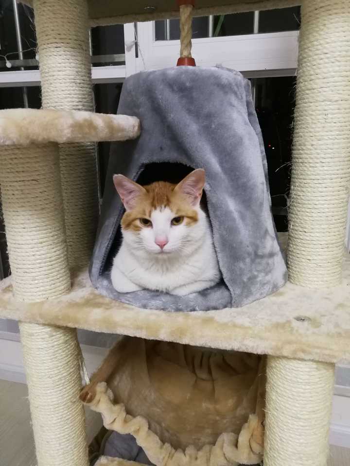 室外养猫,阳台养猫应该注意些什么?