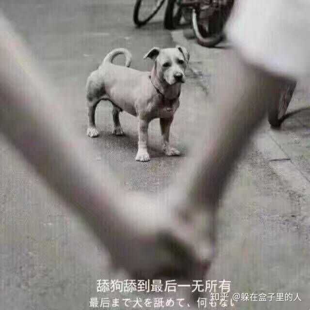 为什么有人喜欢做舔狗?
