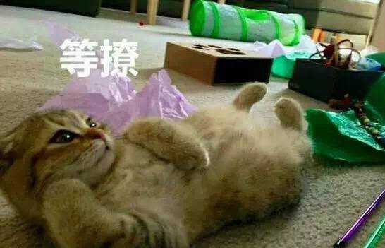 向黑恶势力屈服.献出了我的表情包