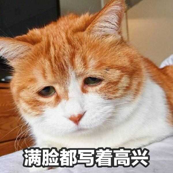 有哪些非常搞笑的动物表情包?