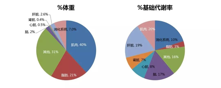 人体的热量支出大致等于基础代谢 日常支出.