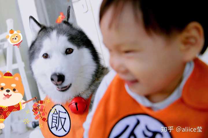 为什么不用哈士奇当警犬?
