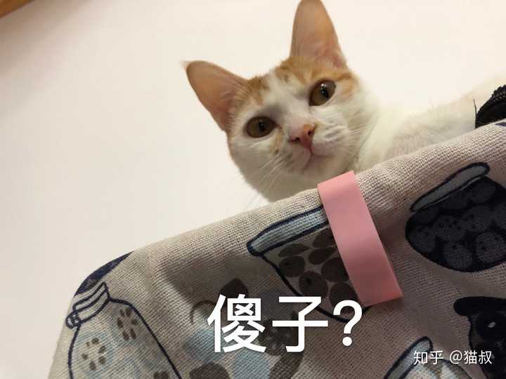 养土猫会遭人嫌弃吗?