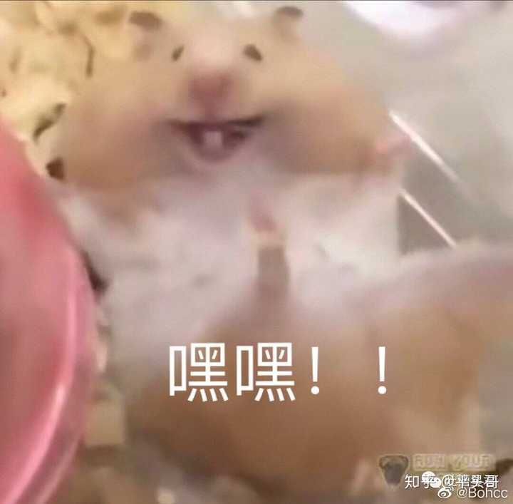 请问(乖巧姿态),有搞笑的的小狗狗表情包吗? (_) ?