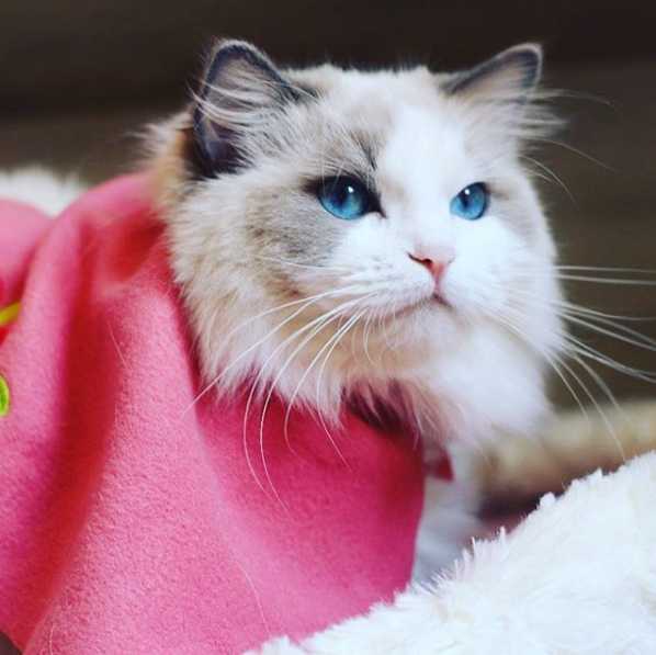 布偶猫的颜值有多高