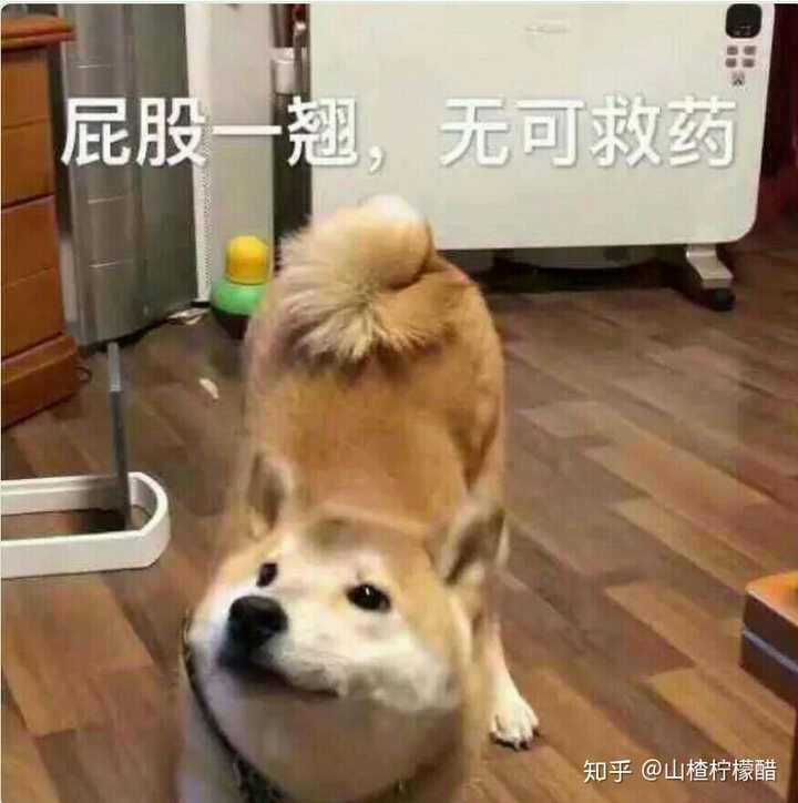 果然是个小傻狗………………ㄟ(▔ ,▔)ㄏ