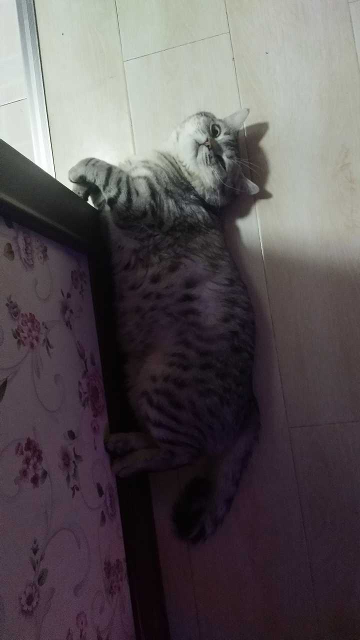 这是什么猫,是土猫吗?