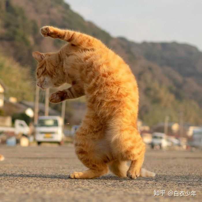 特别喜欢这个,感觉有点沙雕,功夫猫?