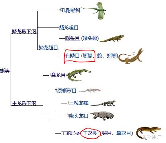 与恐龙同一时期的恐鳄为什么不是恐龙而是鳄鱼?