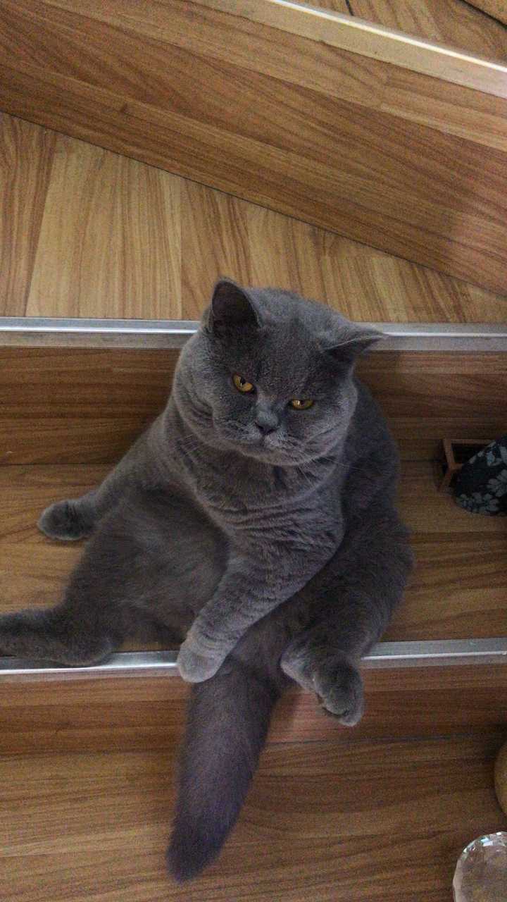 养一只英短蓝猫是什么体验