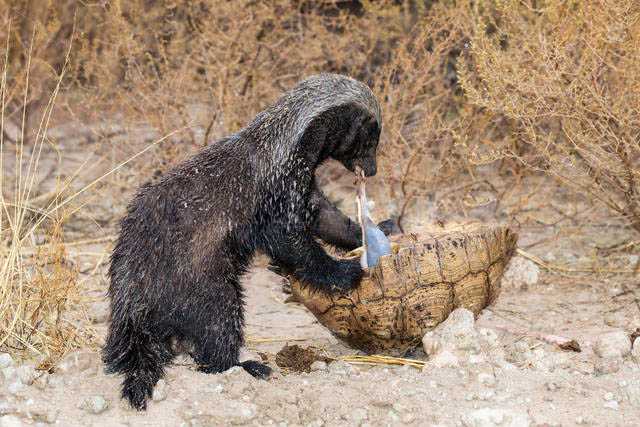 蜜獾的生存能力真有那么强吗为什么