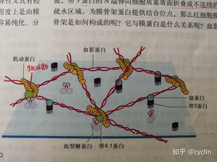 就以上图所示,在肌动蛋白和血影蛋白的束缚下,锚蛋白,带3蛋白和带4.