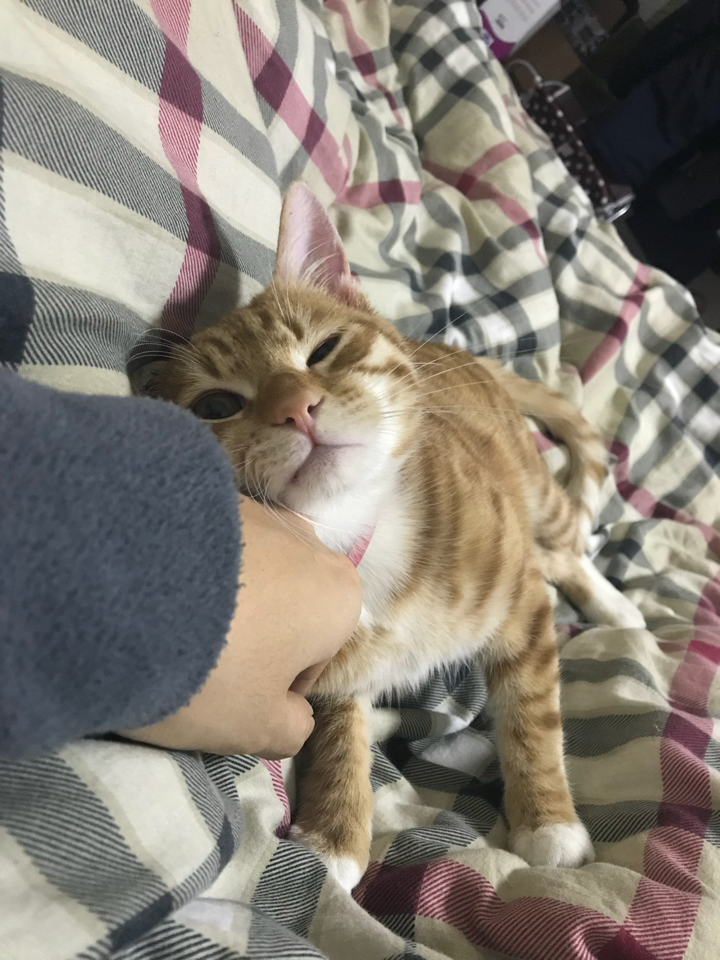题主身边养猫的男生少,大概是因为男生大多会比女生心思直接一些