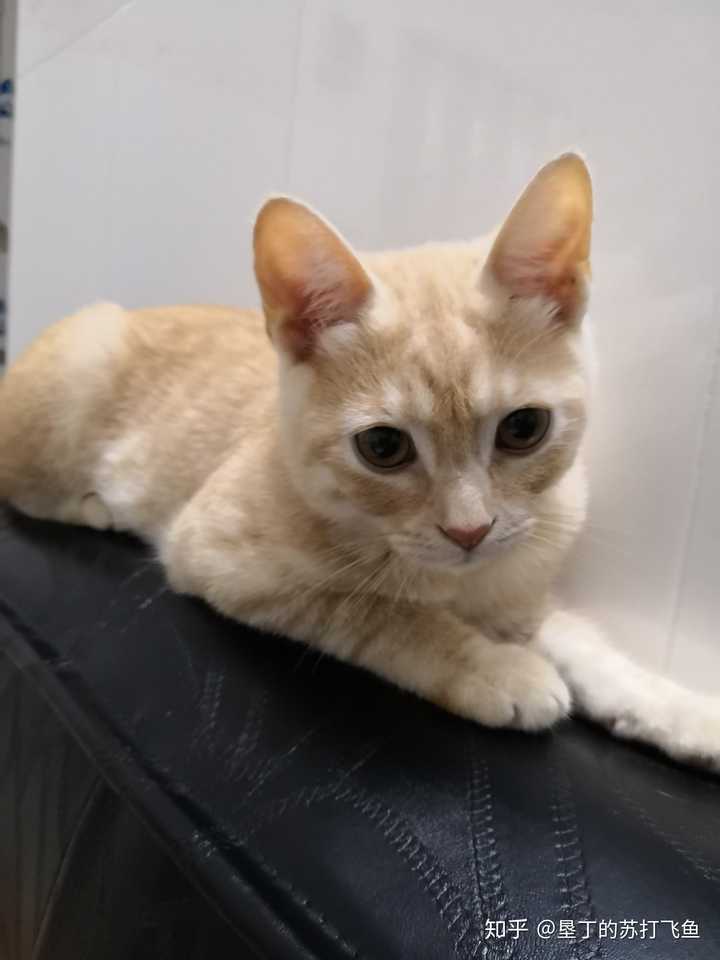 小时候的小灯灯,毛茸茸软敷敷的.圆滚滚的淡色橘猫巨萌 (    )