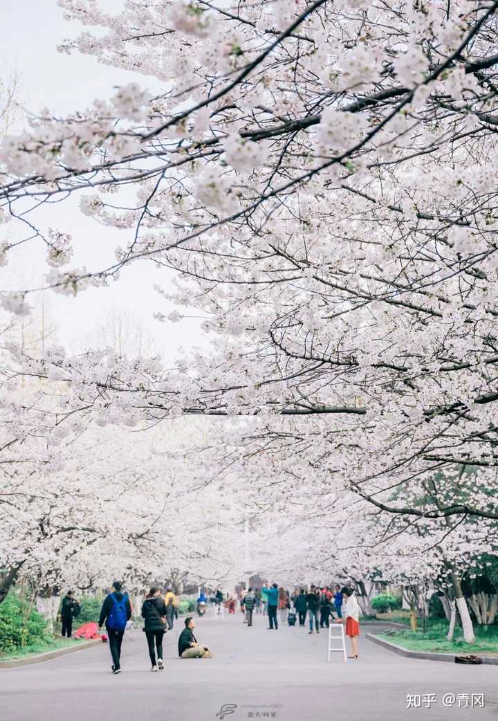 啊我们南林的校花当然是樱花了嘻嘻 (皇家林学院)昂